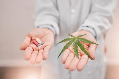 cannabis opioid